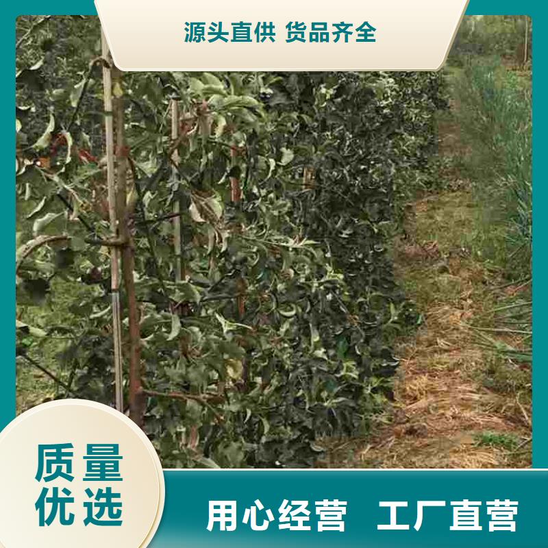 苹果苗核桃苗诚信经营现货现发