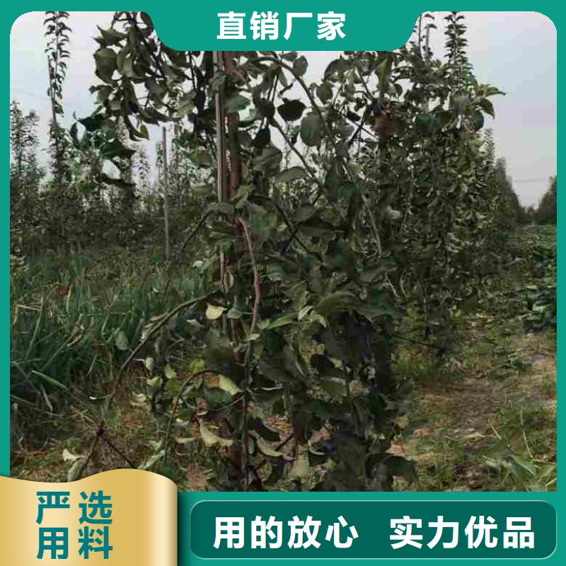 【苹果苗梨树苗优质货源】