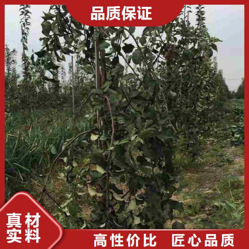 苹果苗-梨树苗质优价保