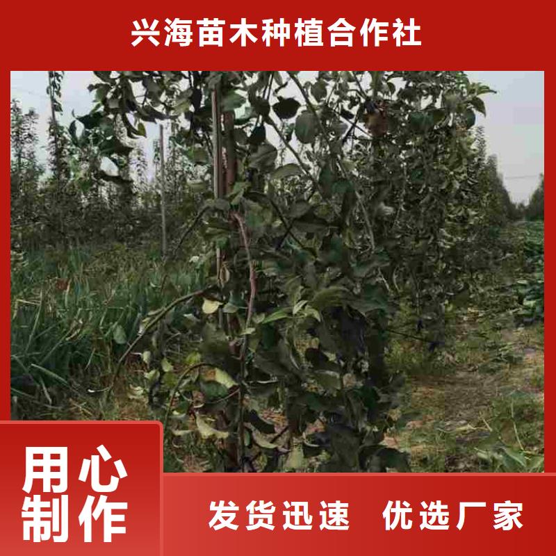 苹果苗-梨树苗厂家批发价