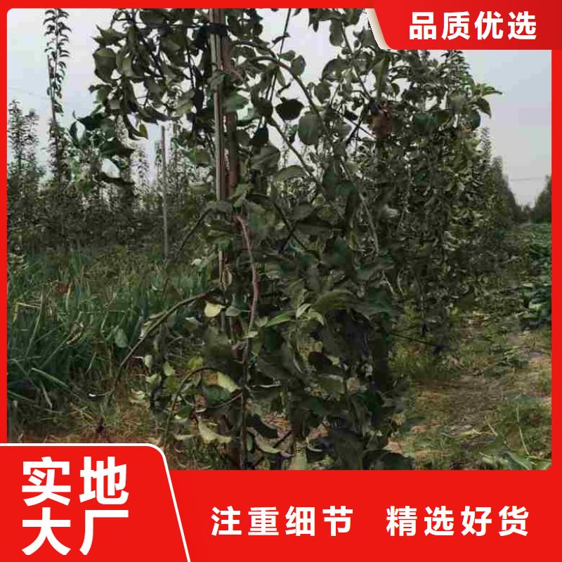 【苹果苗梨树苗品质值得信赖】