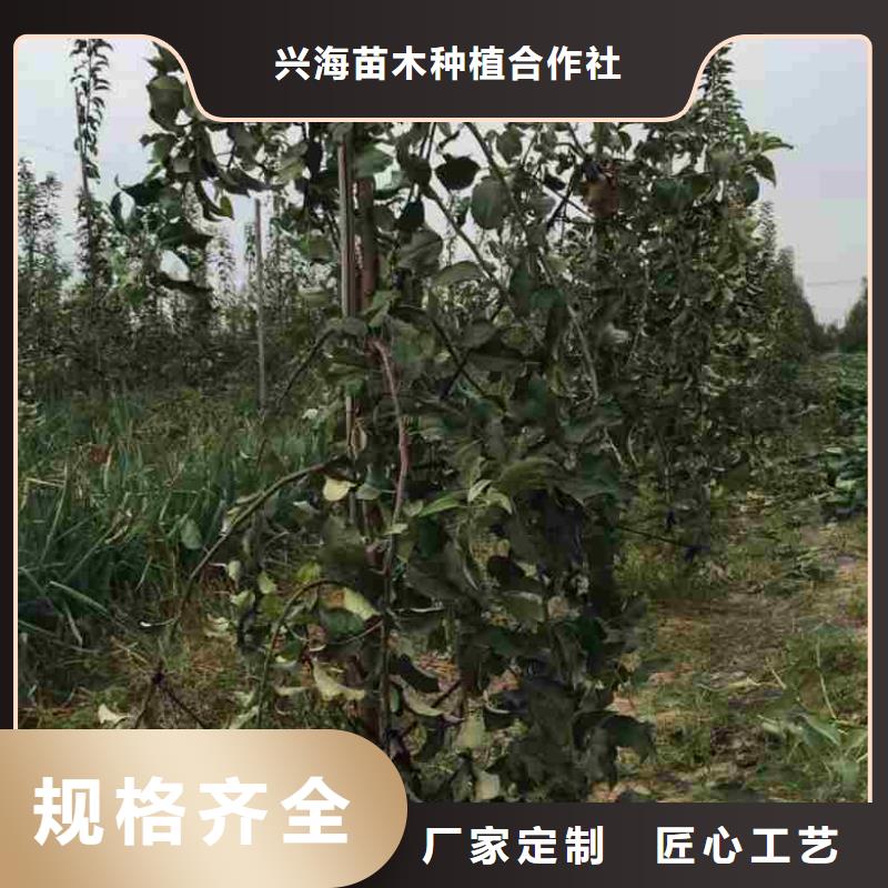 苹果苗梨树苗现货采购