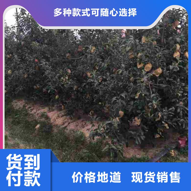 苹果苗,蓝莓苗研发生产销售