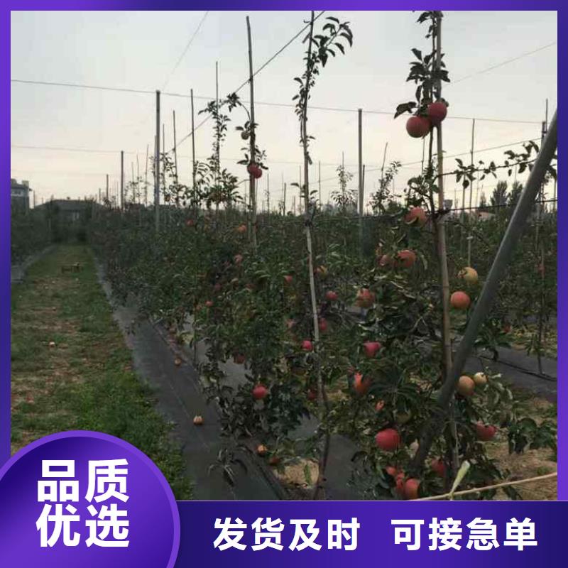 苹果苗桃树苗0中间商差价