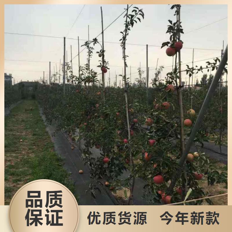 苹果苗花椒苗质量看得见