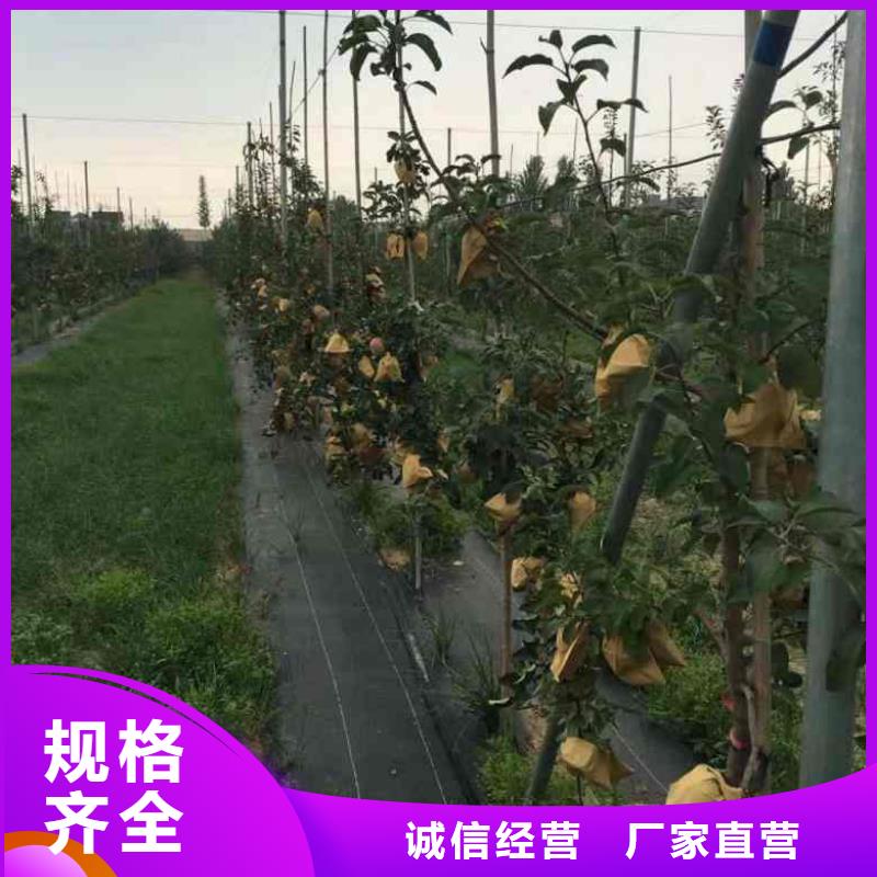 苹果苗蓝莓苗真正的源头厂家