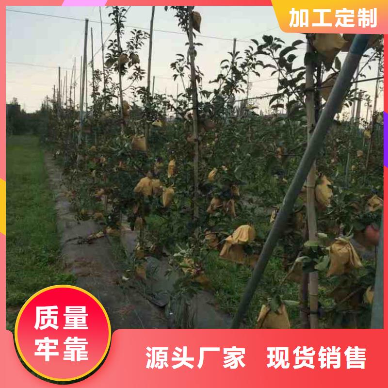 【苹果苗】核桃苗出货快