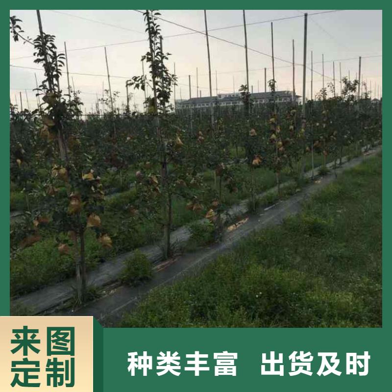 苹果苗核桃苗工厂现货供应