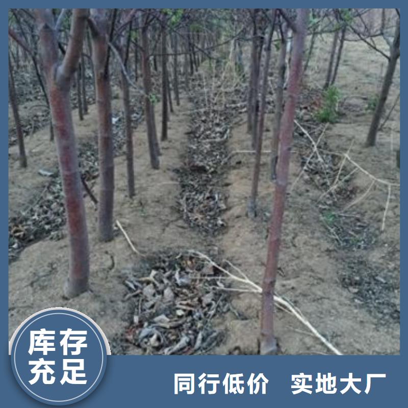 【苹果苗桃树苗质检合格出厂】