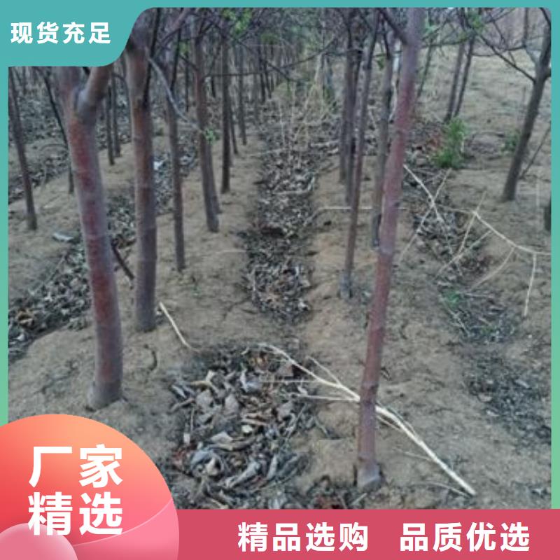 苹果苗桃树苗0中间商差价