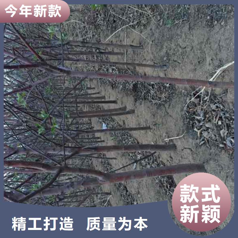 苹果苗梨树苗每个细节都严格把关