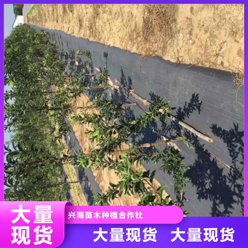 【苹果苗梨树苗优质货源】