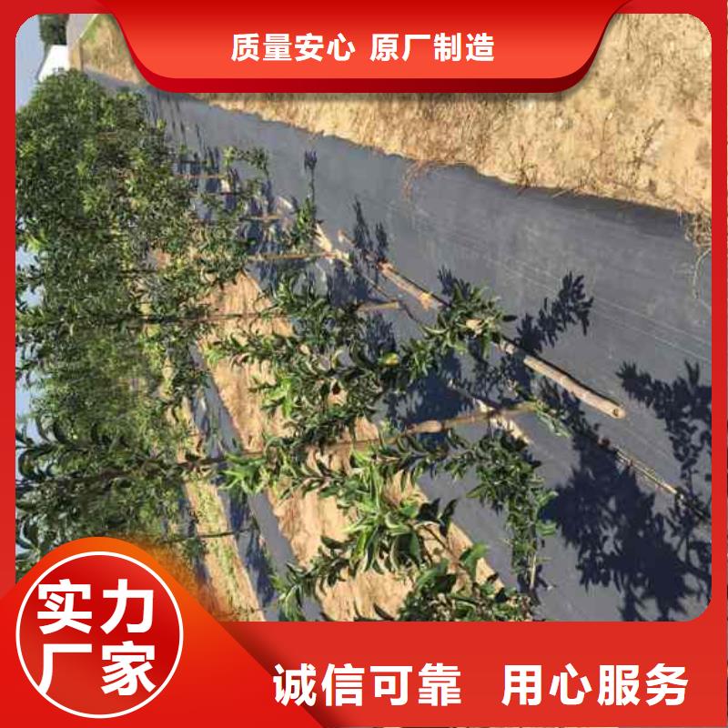 【苹果苗桃树苗质检合格出厂】