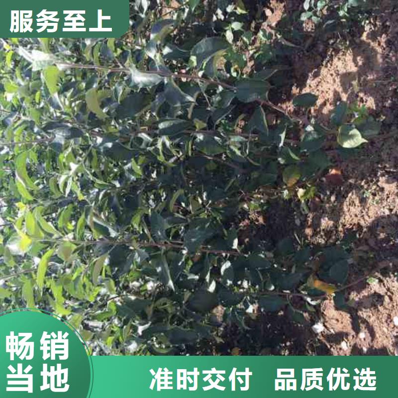 苹果苗桃树苗0中间商差价