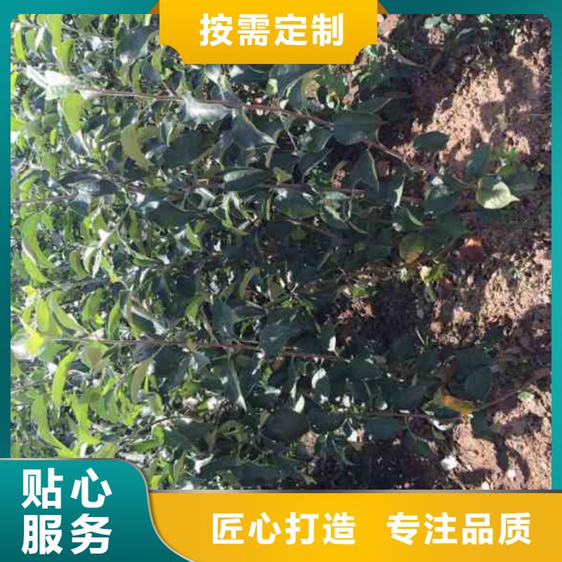 【苹果苗,花椒苗多种规格可选】