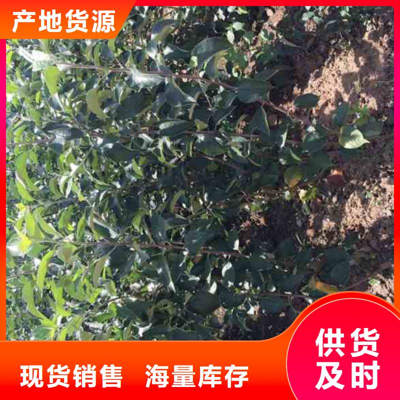 【苹果苗】核桃苗出货快