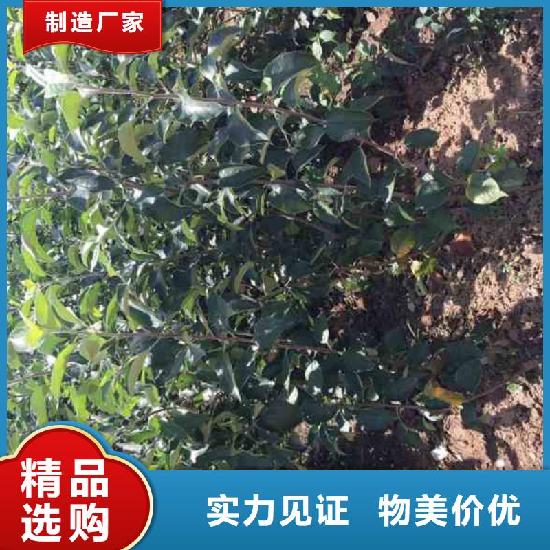 苹果苗支持拿样