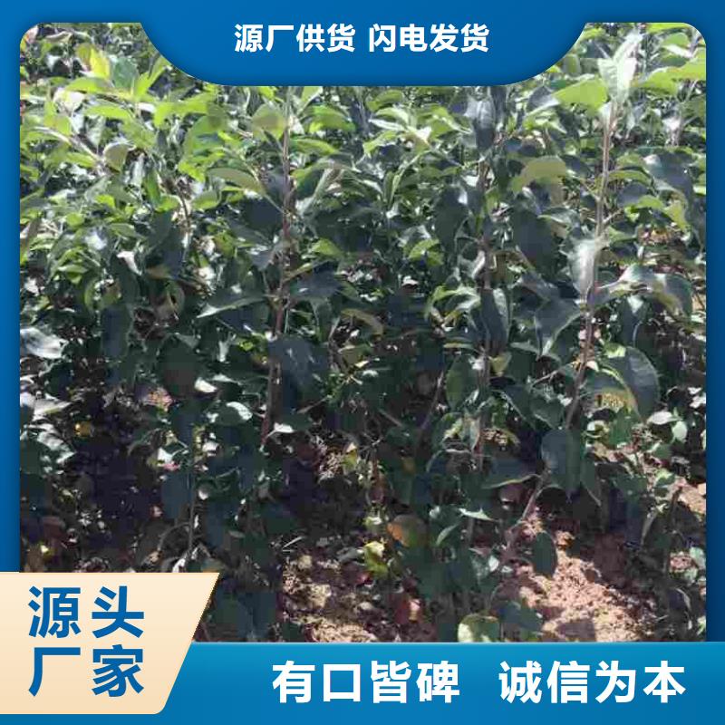 【苹果苗桃树苗质检合格出厂】