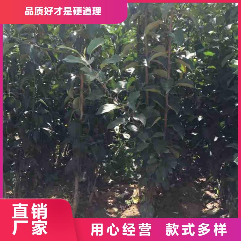 【苹果苗桃树苗质检合格出厂】