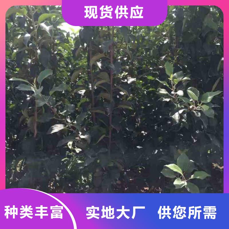 【苹果苗梨树苗优质货源】