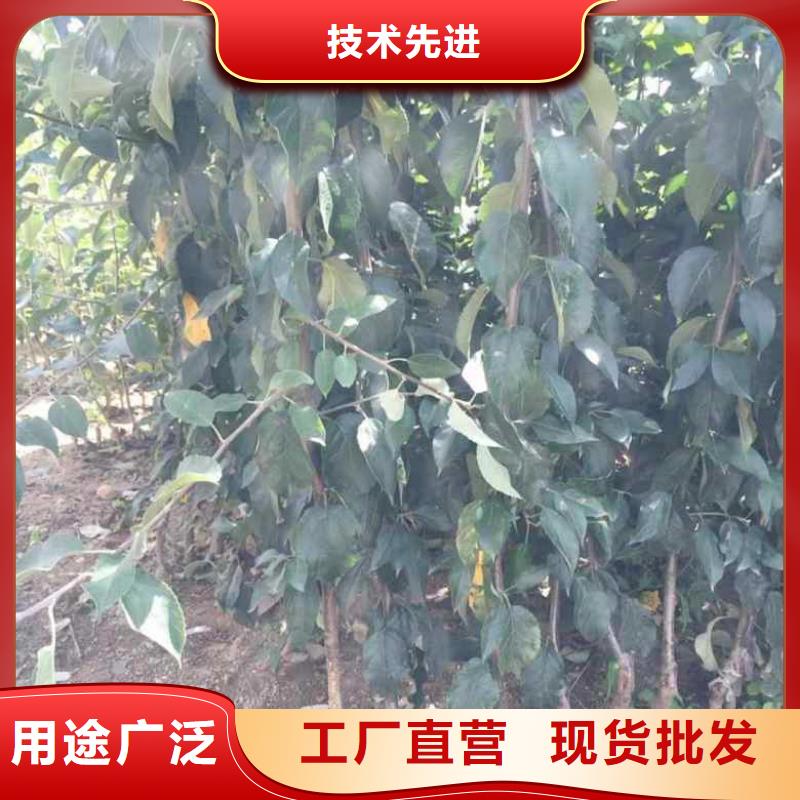 【苹果苗桃树苗质检合格出厂】