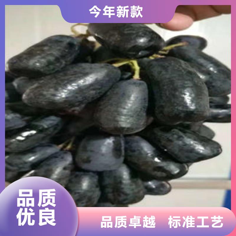 葡萄苗【苹果苗】精品优选