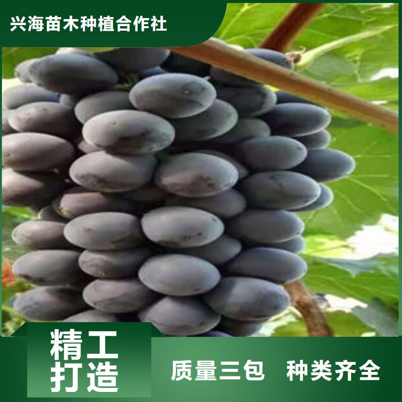 葡萄苗,梨树苗诚信经营
