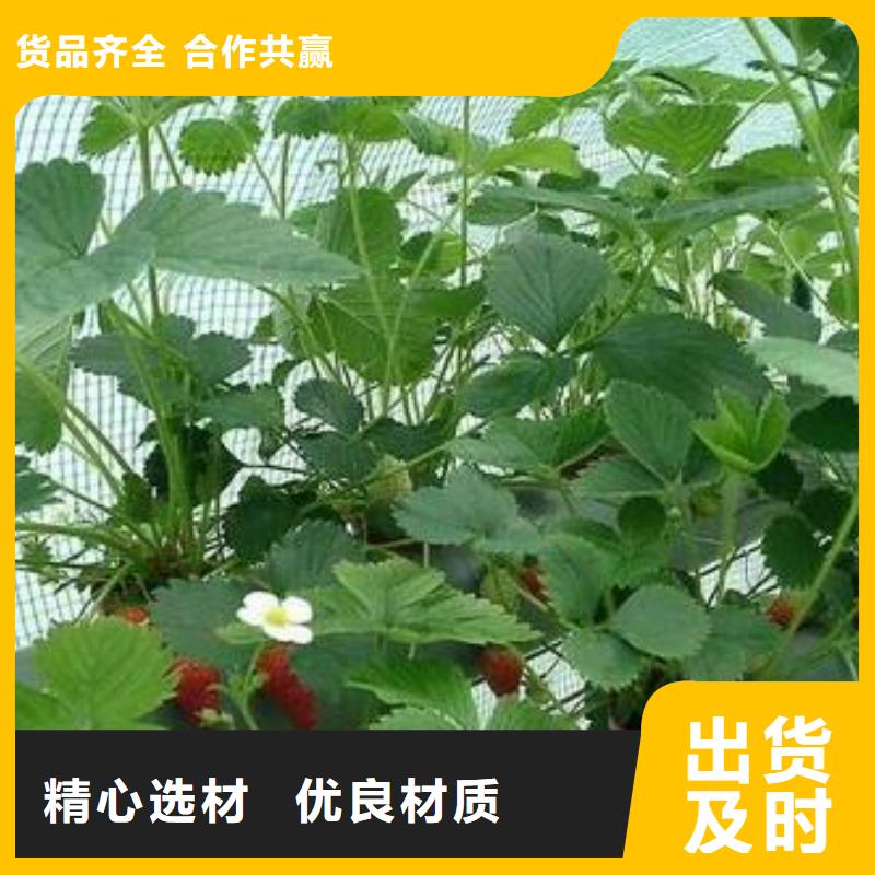 草莓苗【核桃苗】厂家直销大量现货