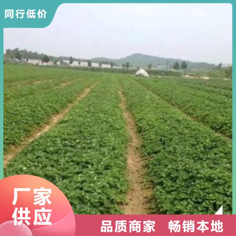 草莓苗【核桃苗】厂家直销大量现货