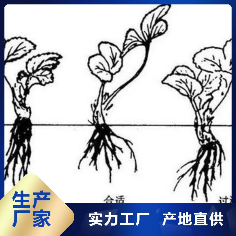 草莓苗山楂苗质检合格发货