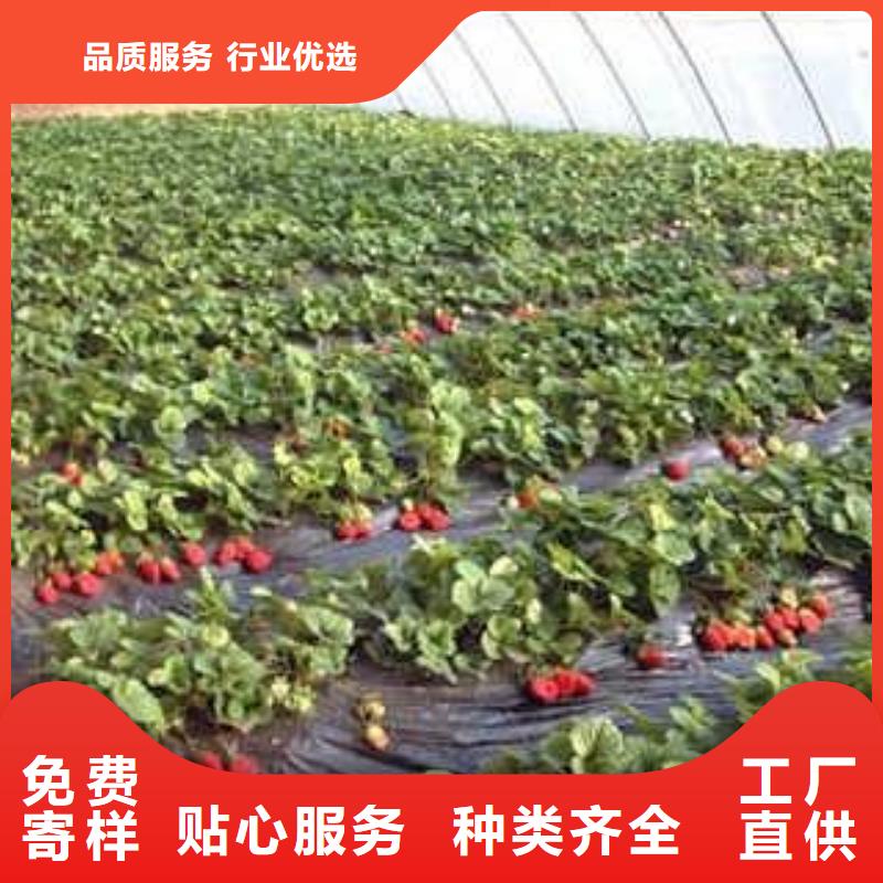 草莓苗-蓝莓苗满足多种行业需求