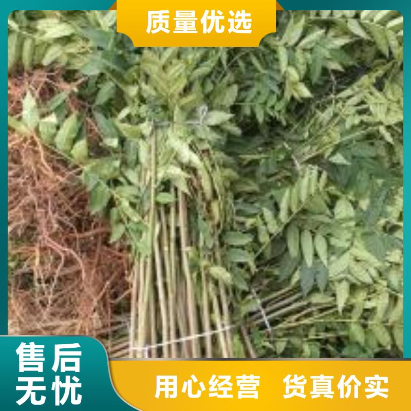 香椿苗_【蓝莓苗】多种优势放心选择