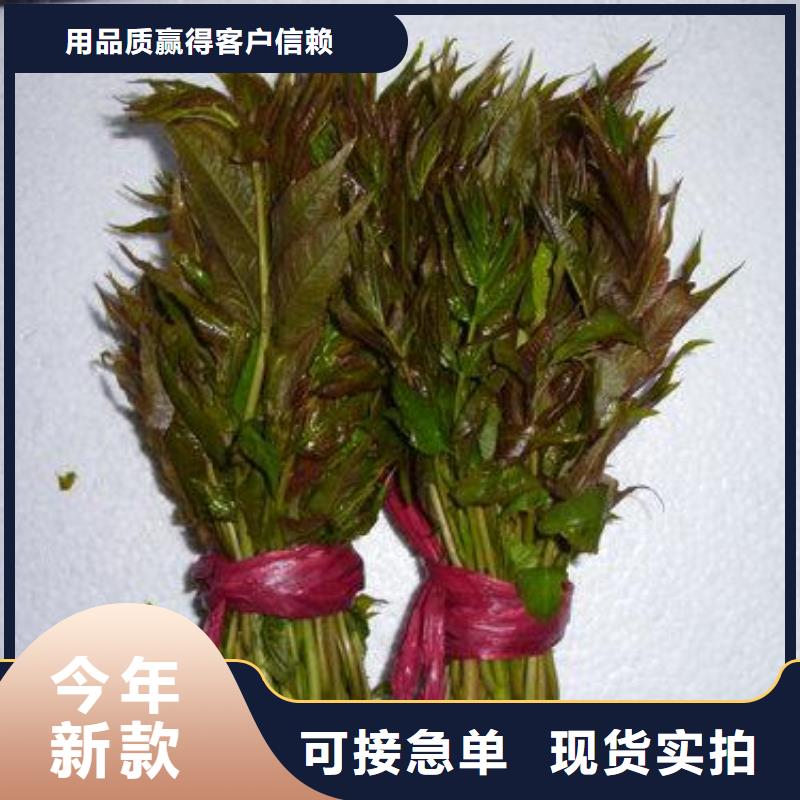 香椿苗花椒苗有实力有经验