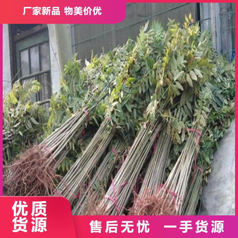 香椿苗_苹果苗多种规格可选