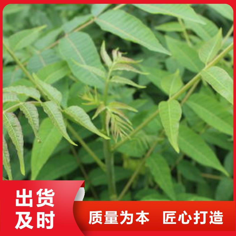 香椿苗【梨树苗】品种全