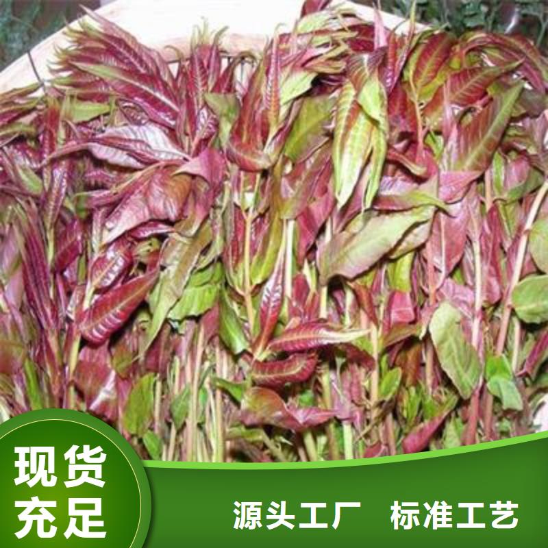 香椿苗花椒苗保障产品质量