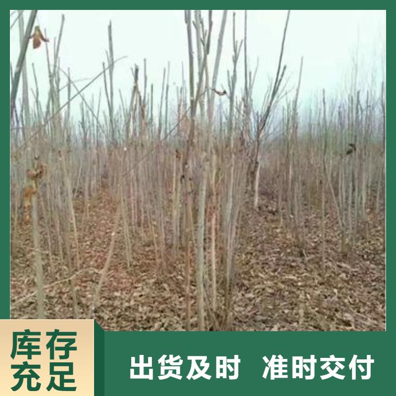 香椿苗苹果苗当地厂家值得信赖