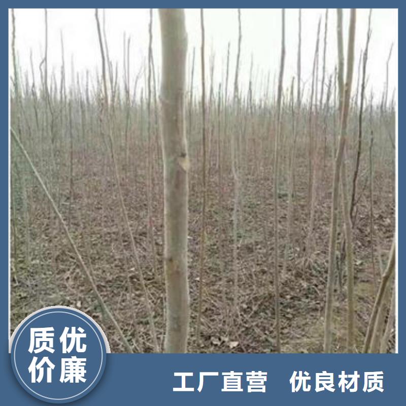 香椿苗_苹果苗多种规格可选