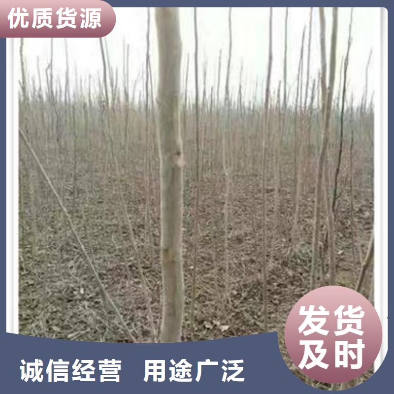 香椿苗桃树苗一周内发货