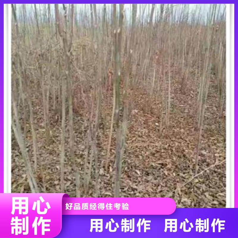 香椿苗板栗苗支持大小批量采购