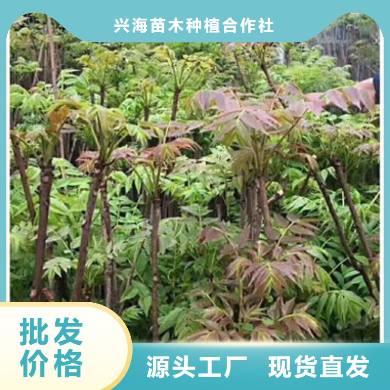 【香椿苗】,花椒苗诚信经营现货现发