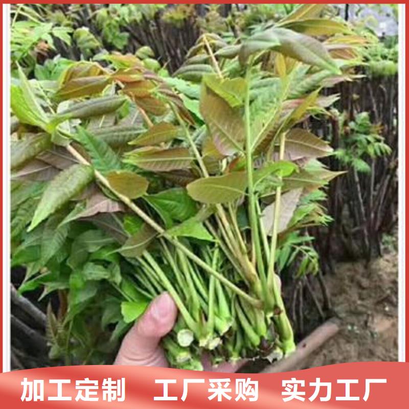 香椿苗花椒苗保障产品质量