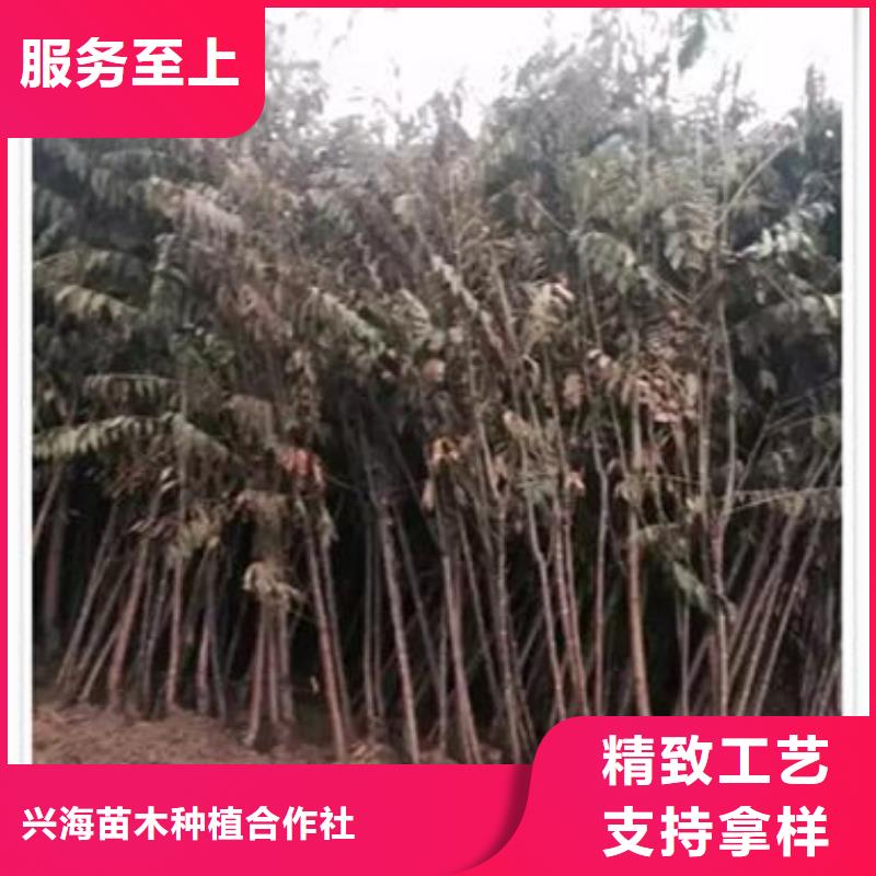 香椿苗_核桃苗支持加工定制