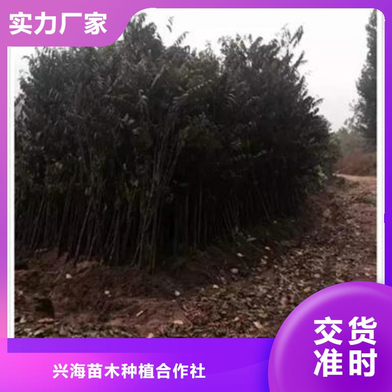 香椿苗【桃树苗】源头工厂