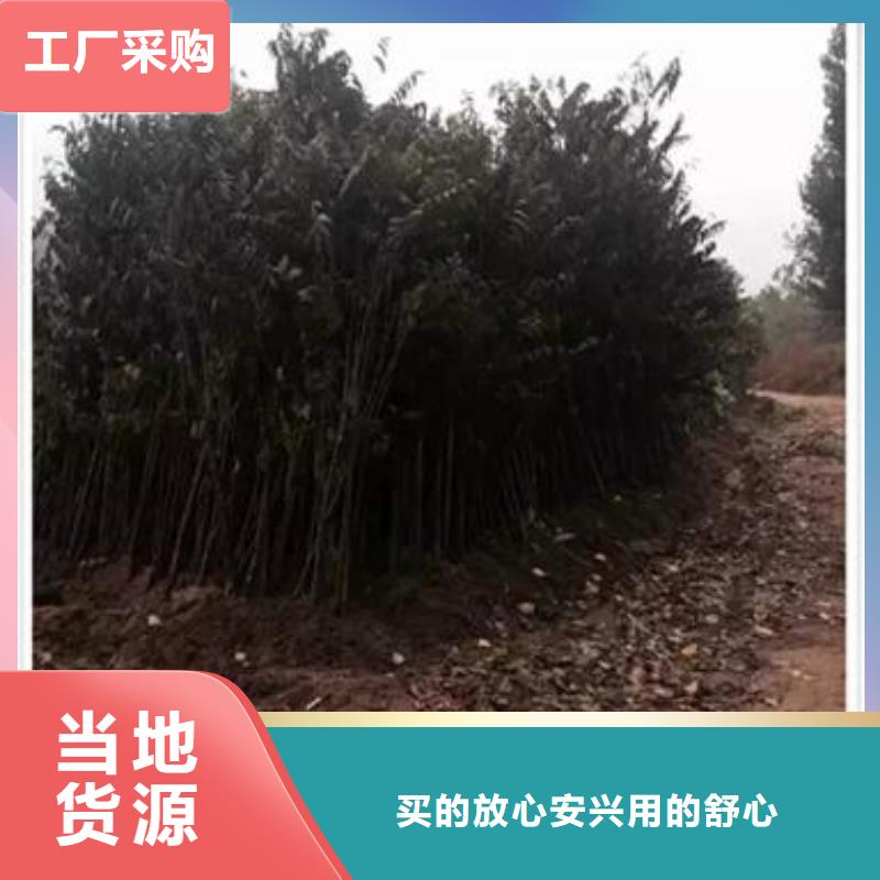 香椿苗_板栗苗专注质量