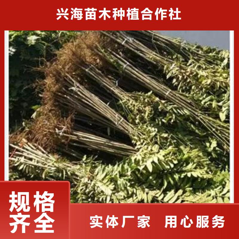 香椿苗-花椒苗现货齐全售后无忧