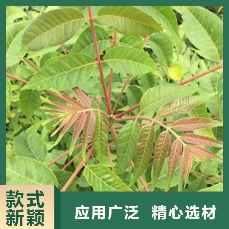 香椿苗【蓝莓苗】供您所需