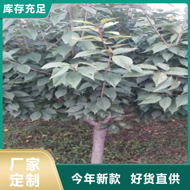 樱花,【碧桃】厂家规格全