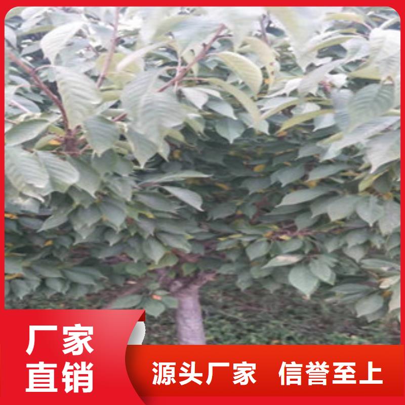 樱花【蓝莓苗】定制批发