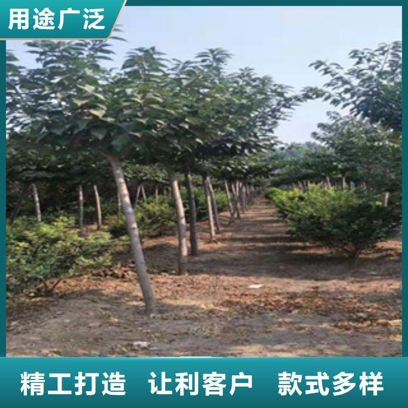 樱花占地果树信誉至上